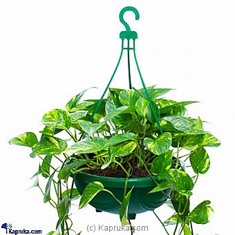 Flowers flowers00t1027 in Sri Lanka