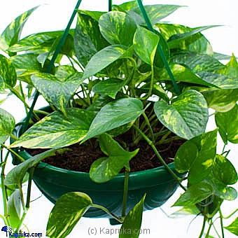 Flowers flowers00t1027 in Sri Lanka