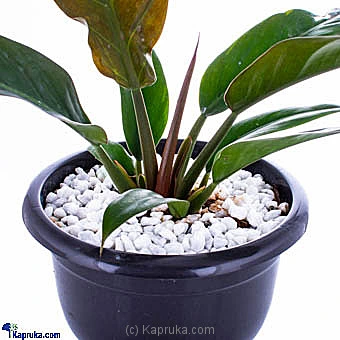 Flowers flowers00t1032 in Sri Lanka