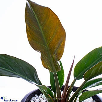 Flowers flowers00t1032 in Sri Lanka