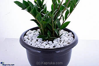 Flowers flowers00t1034 in Sri Lanka