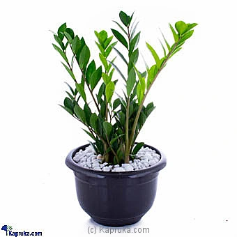 Flowers flowers00t1034 in Sri Lanka