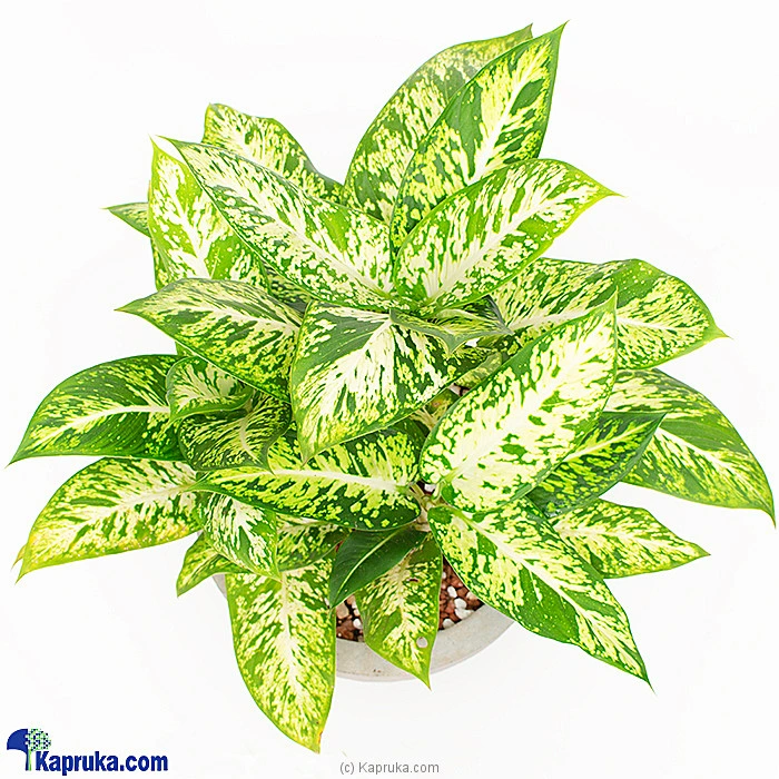 Flowers flowers00t1546 in Sri Lanka