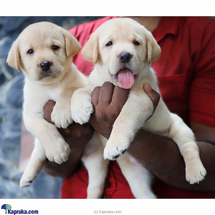 pet petcare00136 in Sri Lanka